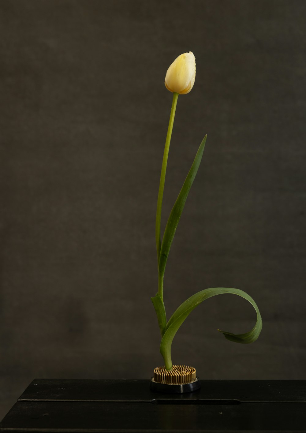 a single yellow tulip in a black vase