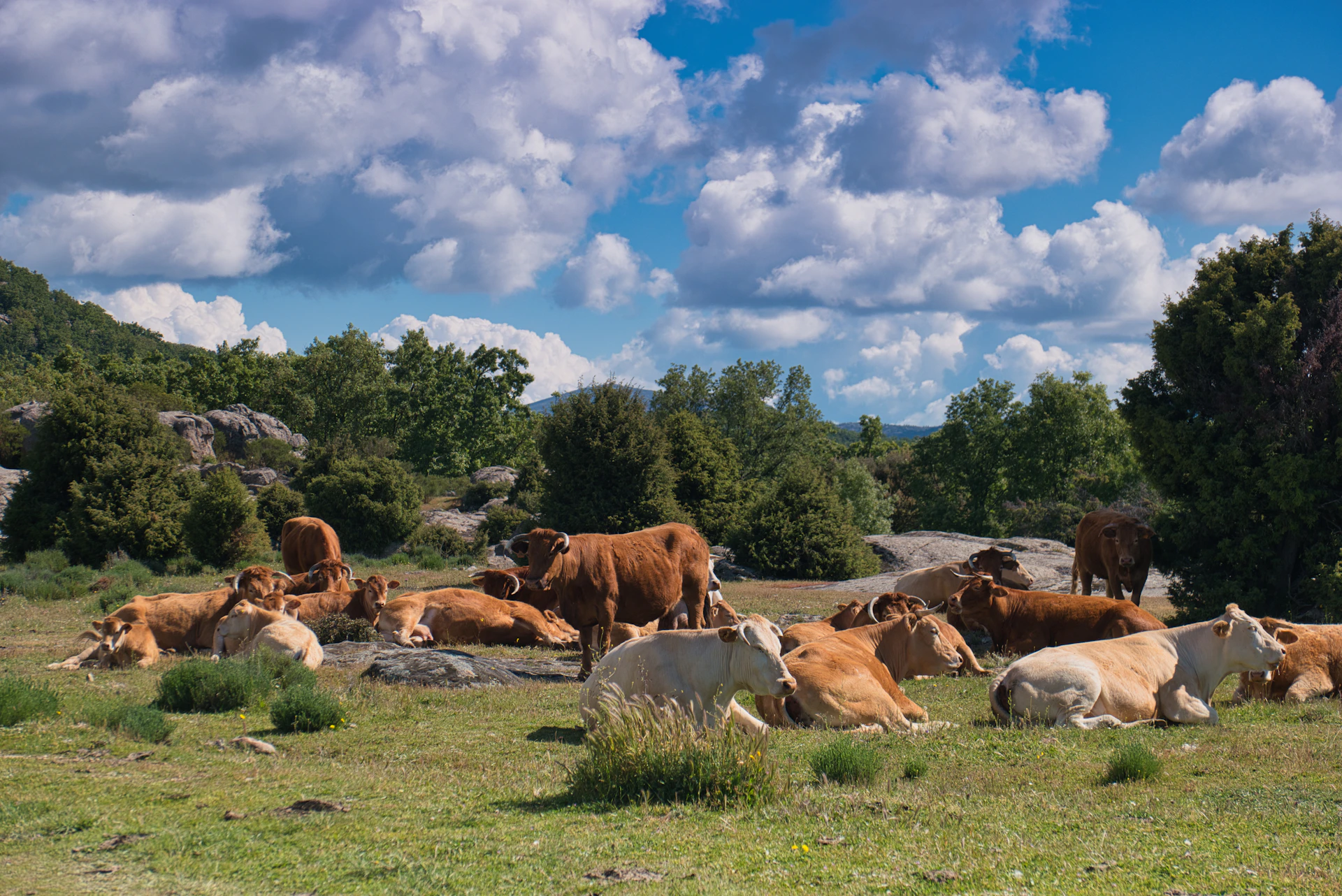 a herd of cattle laying down in a field