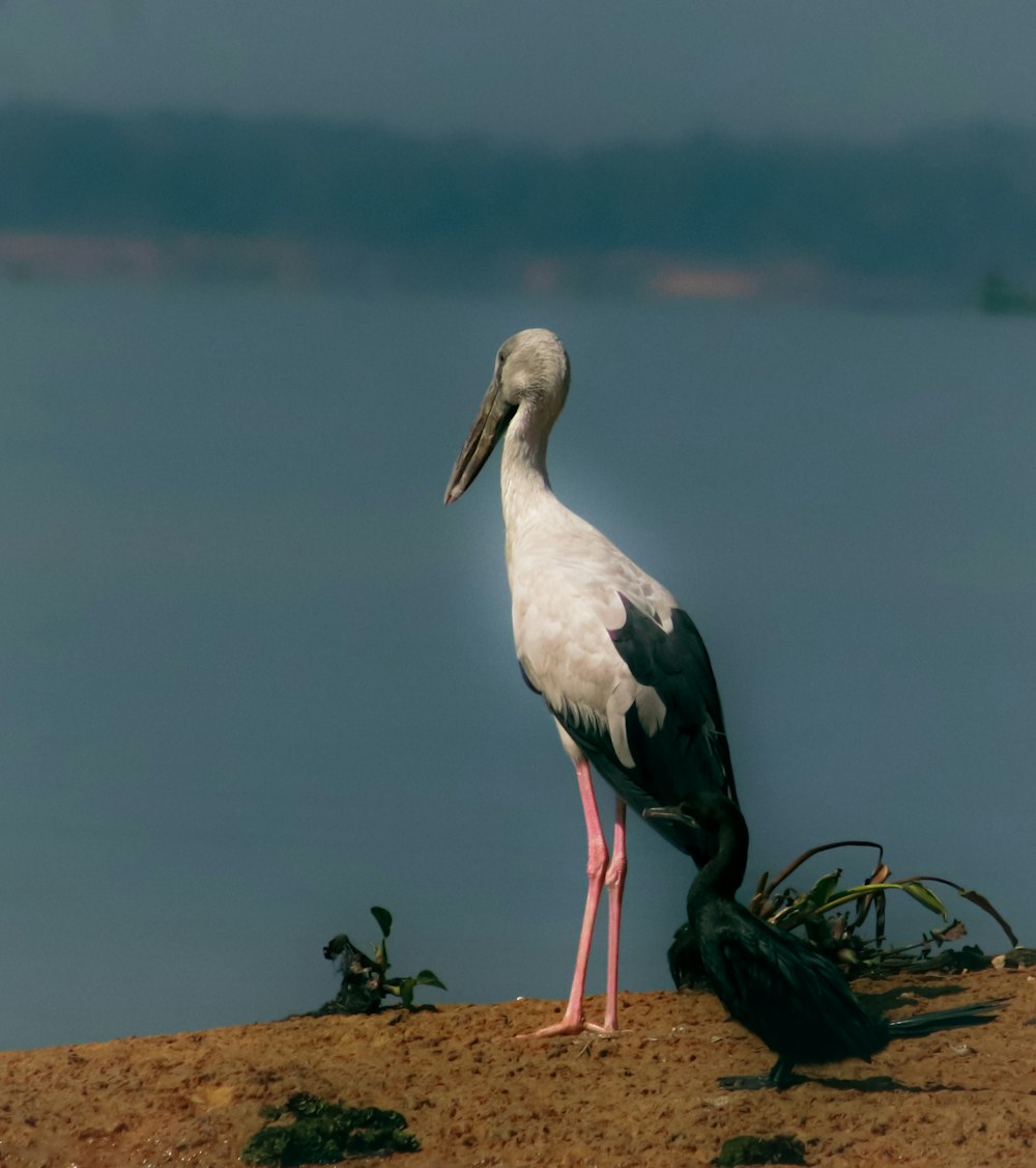 a large bird standing on top of a sandy beach