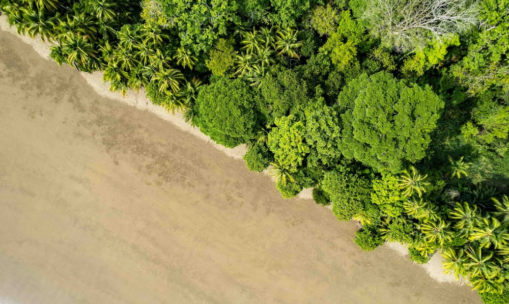 an aerial view of a beach surrounded by trees