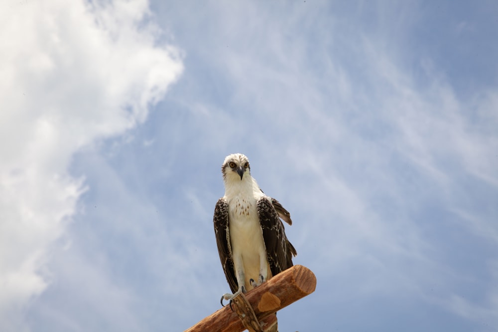 a large bird perched on top of a wooden pole