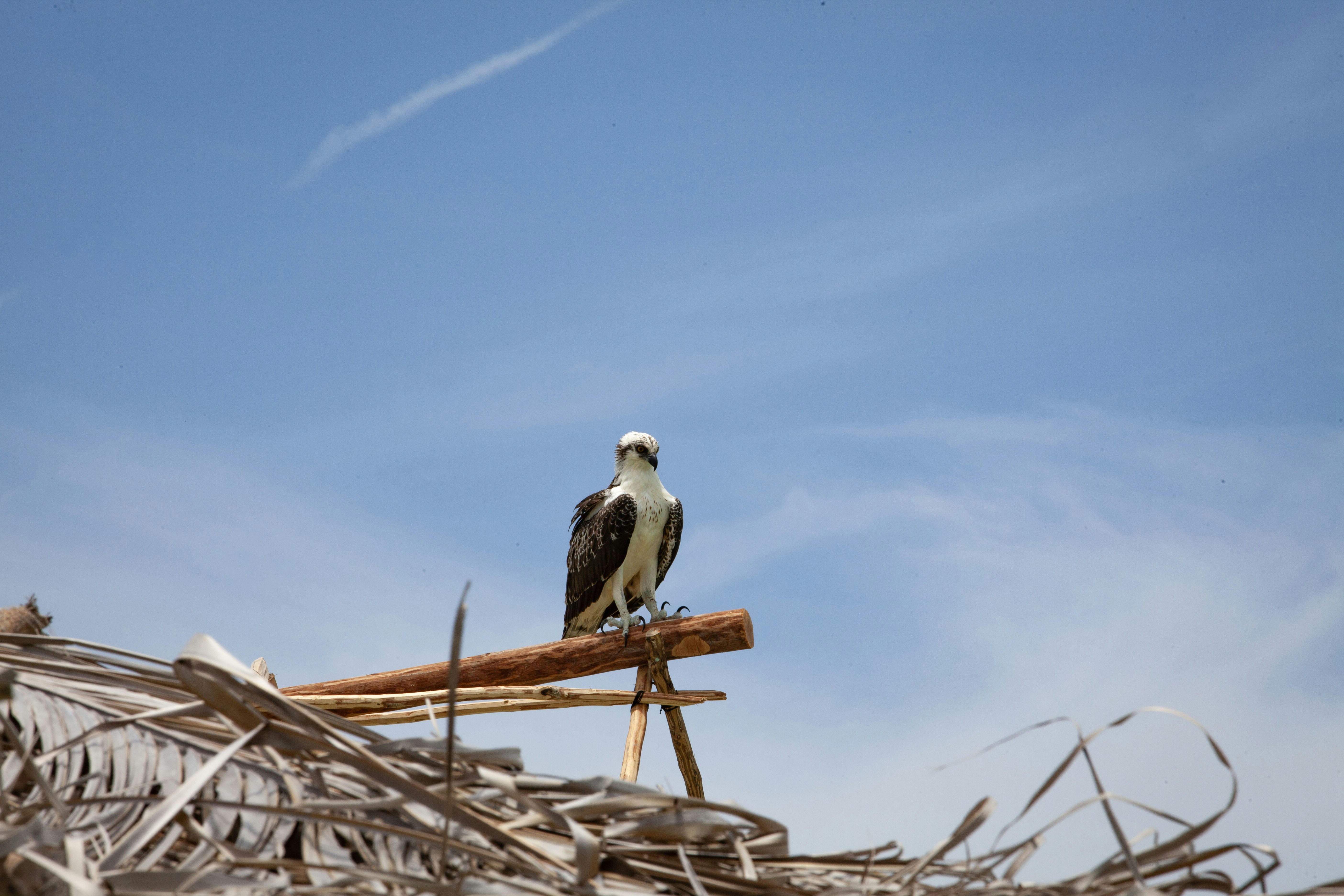 a bird sitting on top of a piece of wood