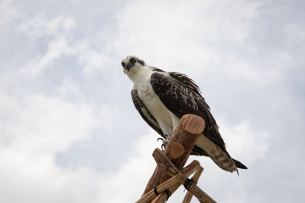 a brown and white bird sitting on top of a wooden pole