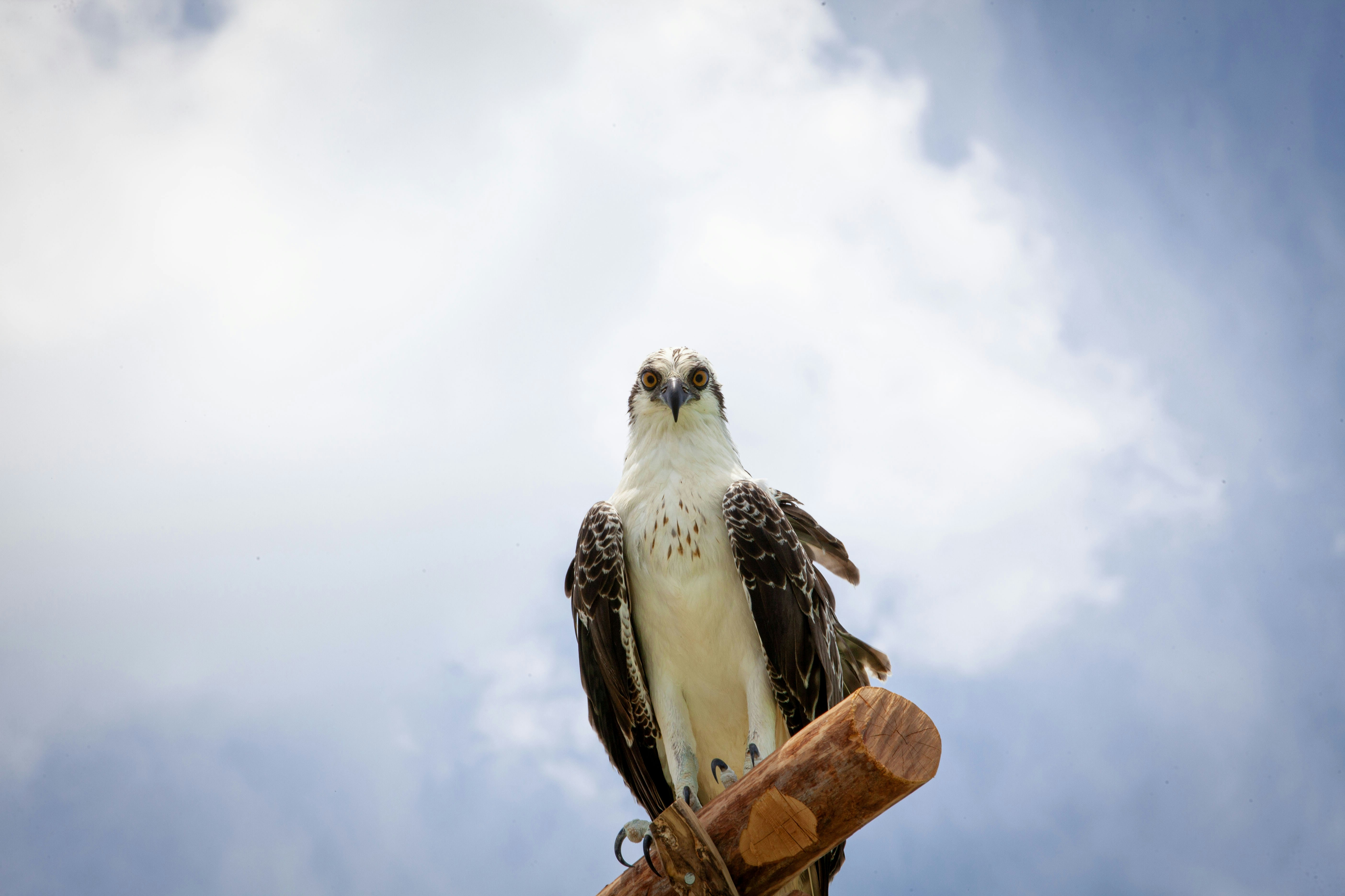 Photo by tigredemar