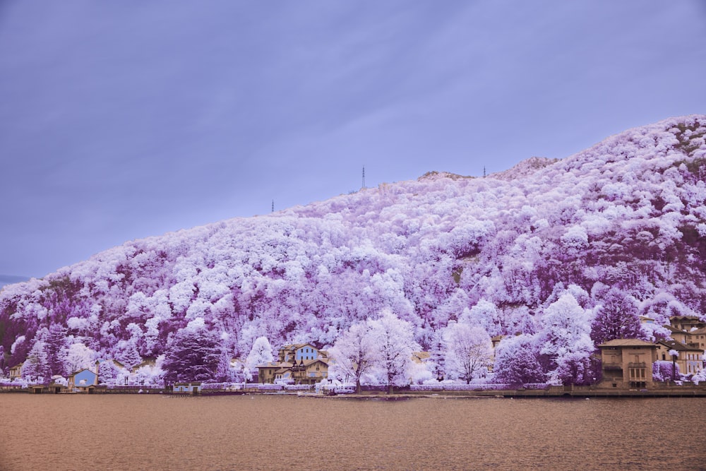 a mountain covered in purple trees next to a body of water