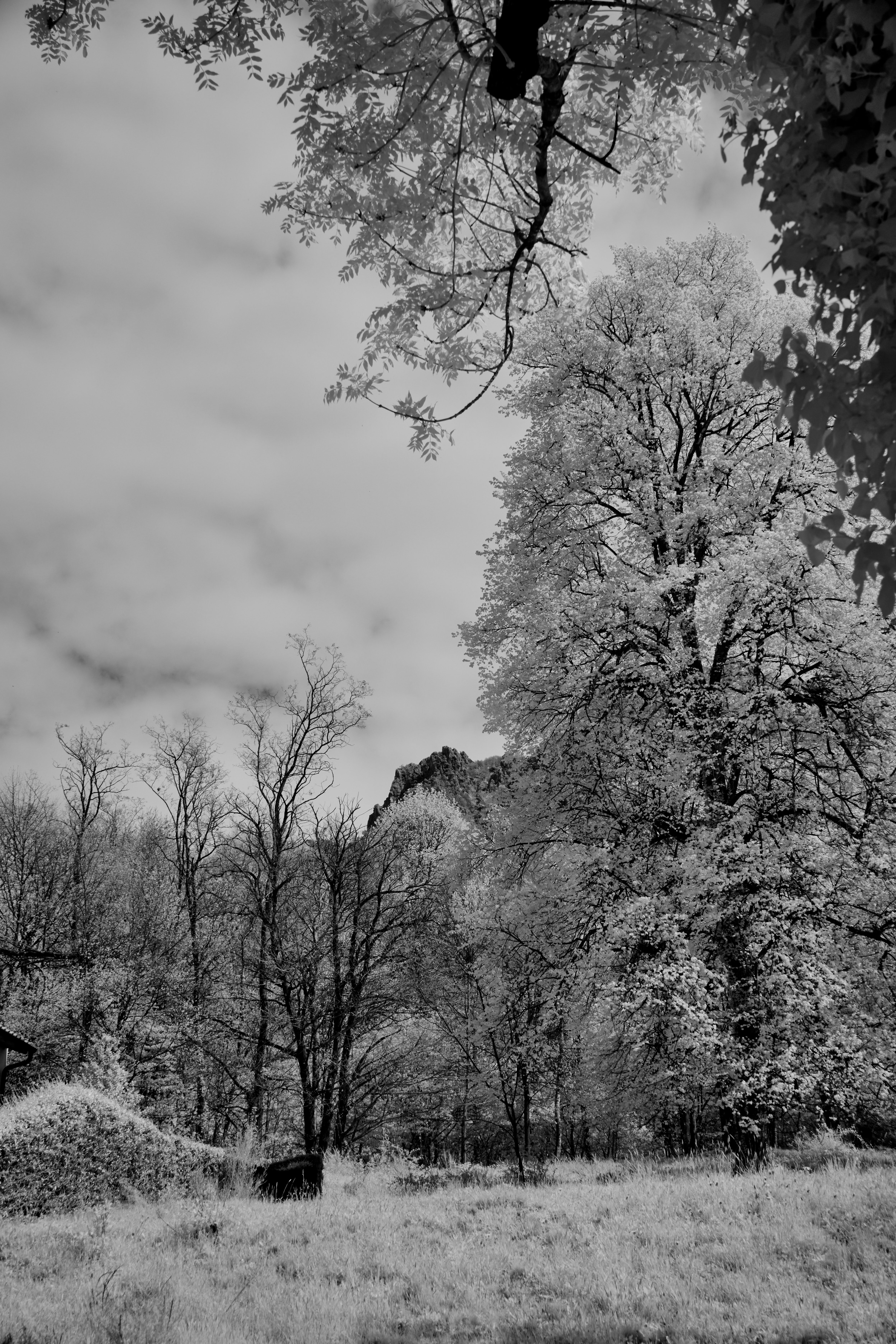 Photo by wolfgang_hasselmann