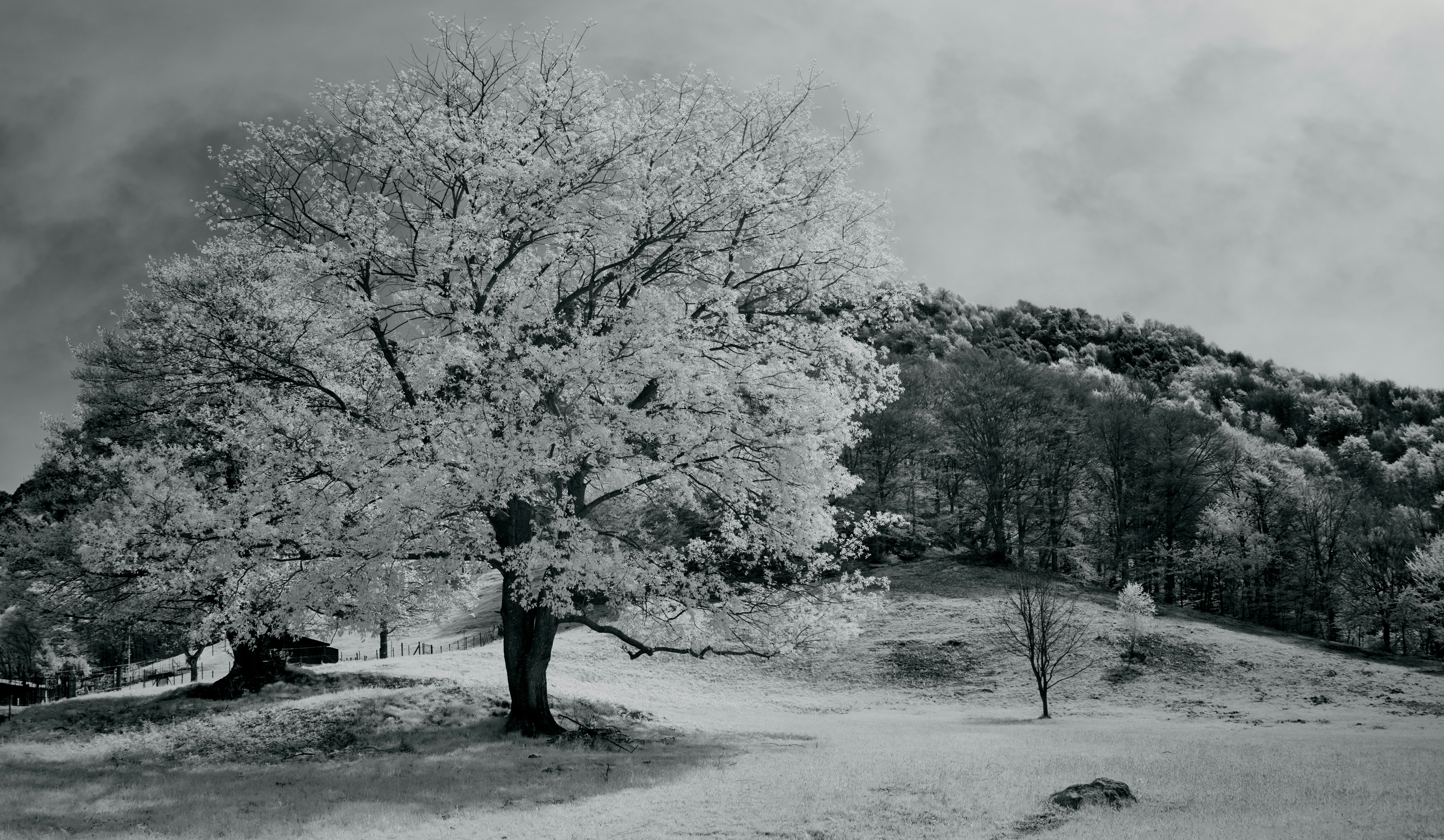 Photo by wolfgang_hasselmann