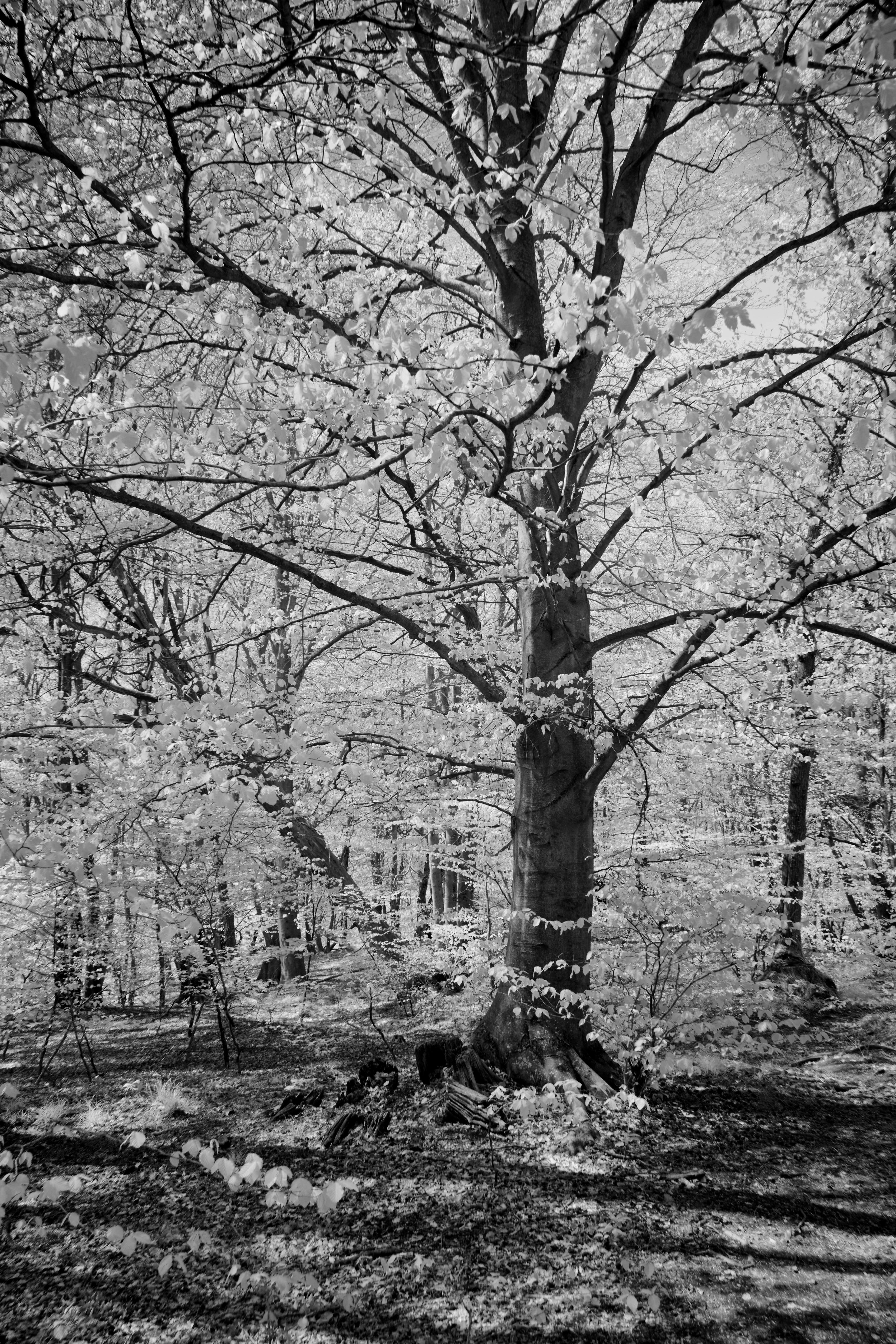 Photo by wolfgang_hasselmann