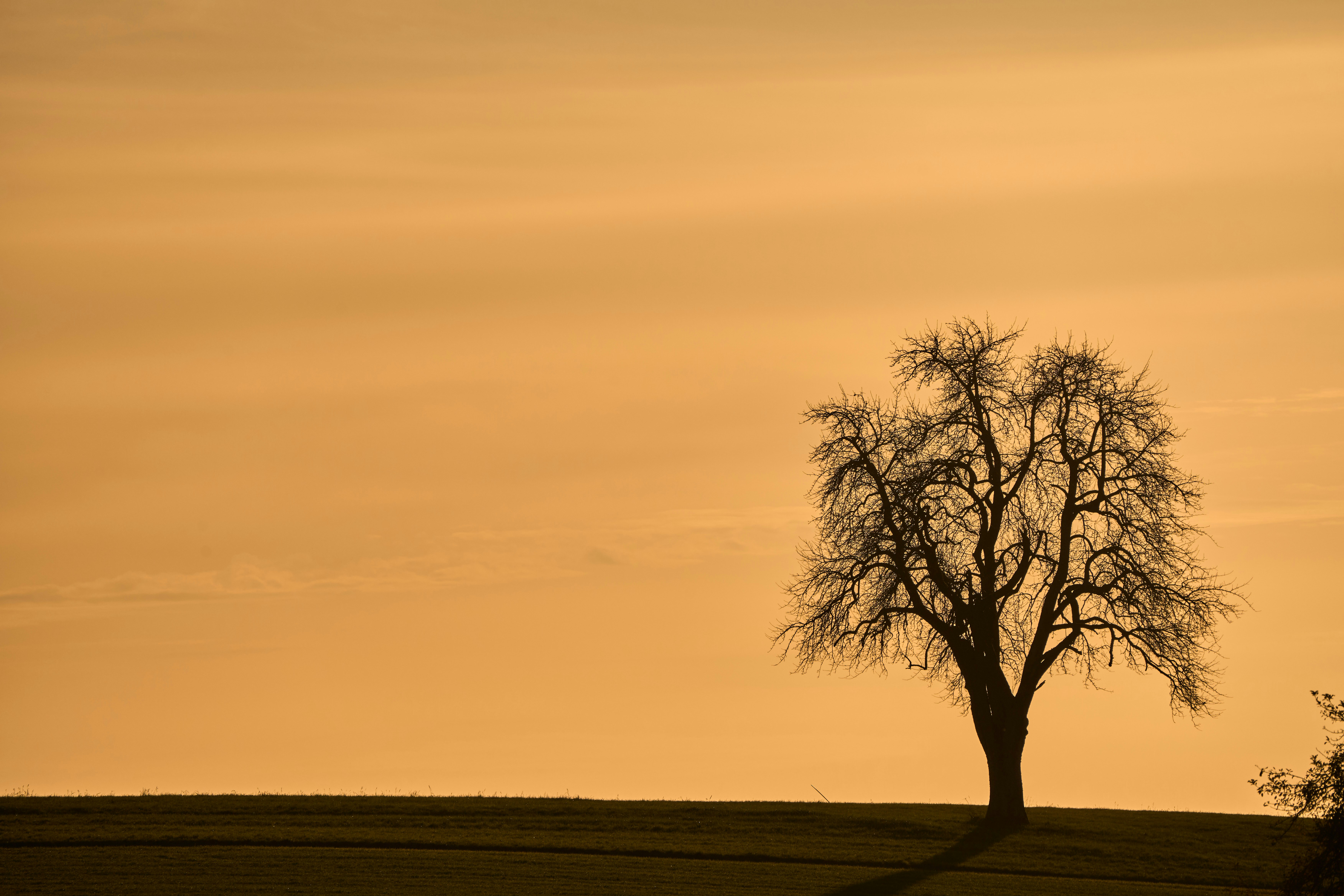 Photo by wolfgang_hasselmann