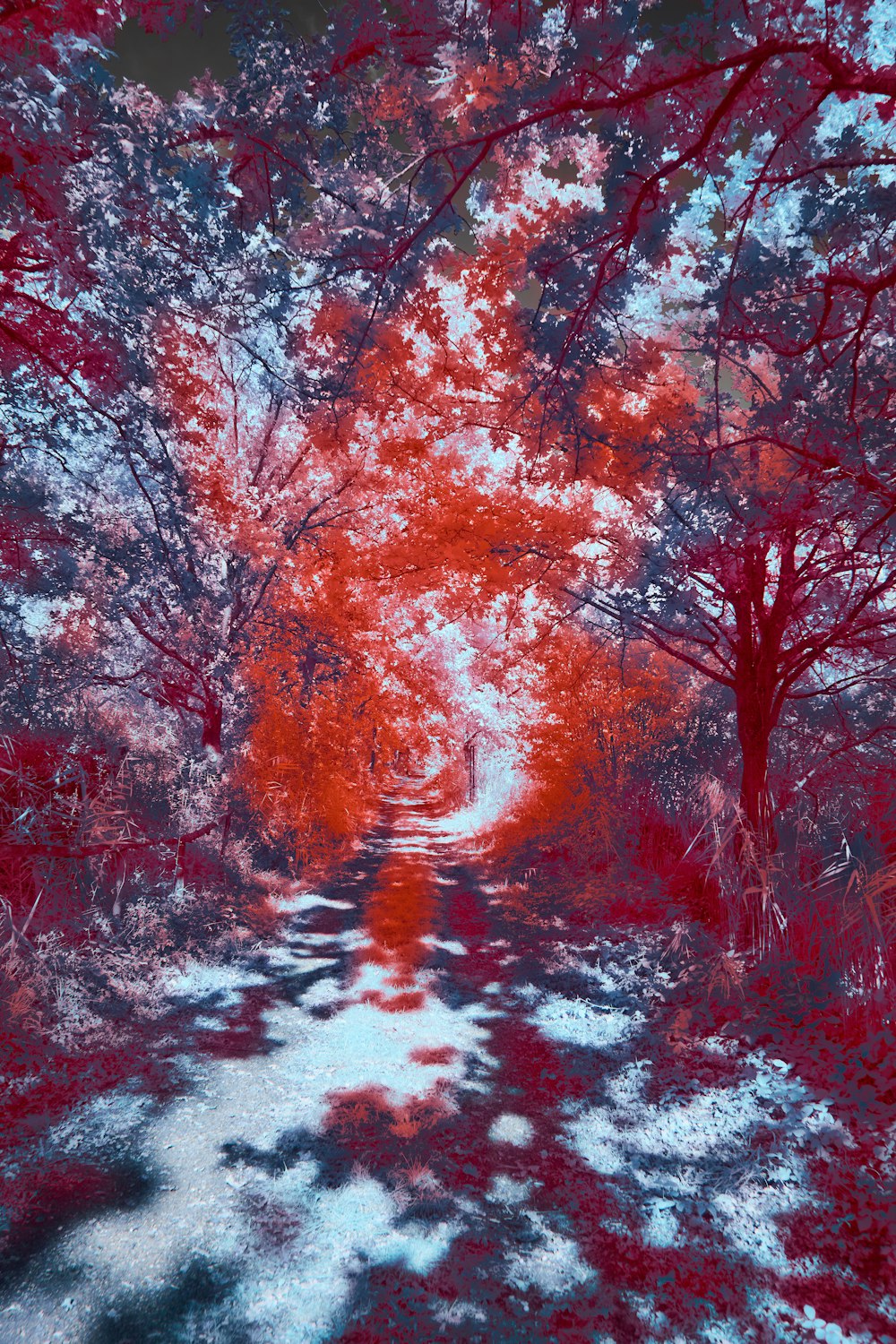 an infrared image of a path in the woods