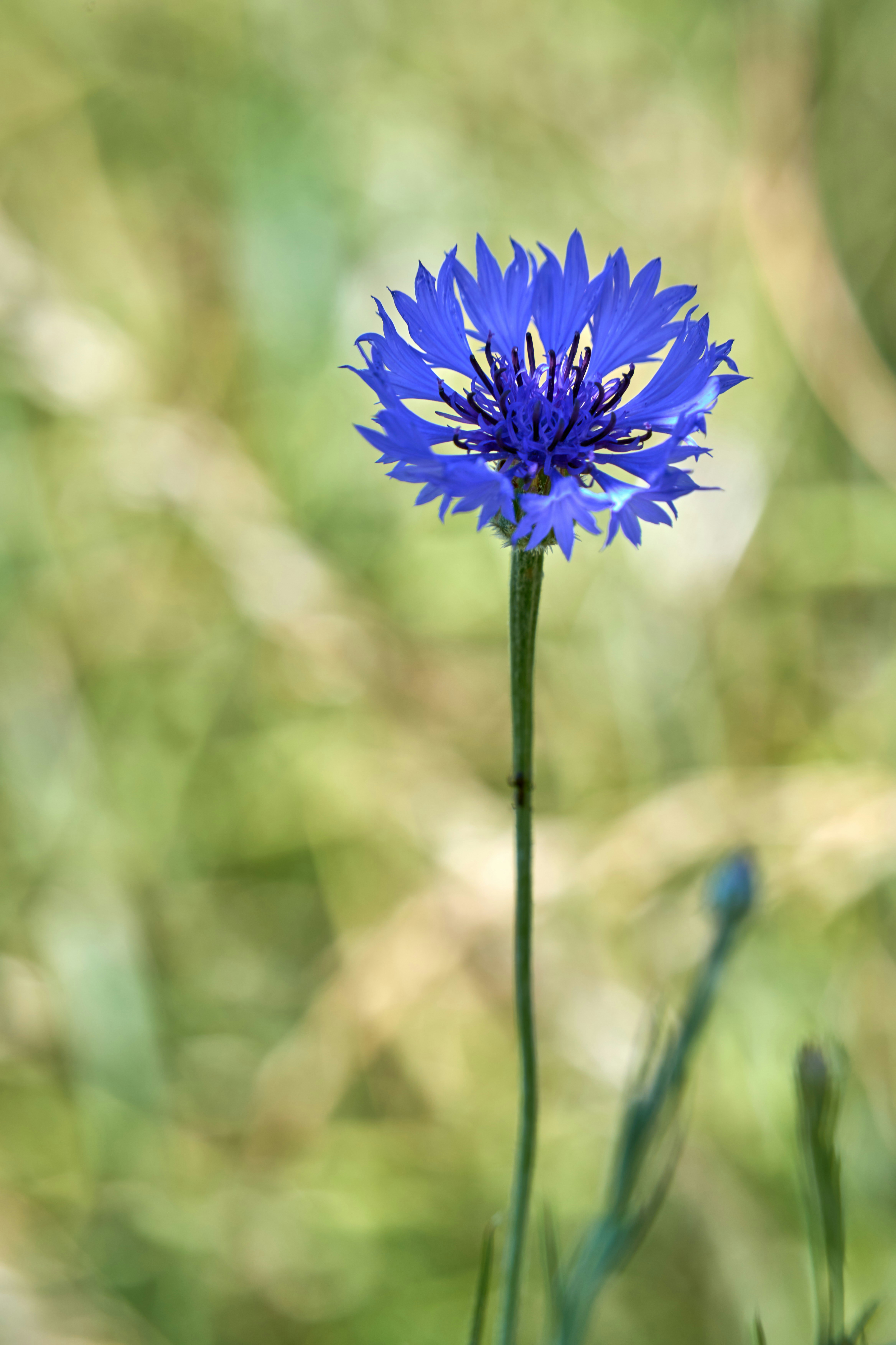 Photo by wolfgang_hasselmann