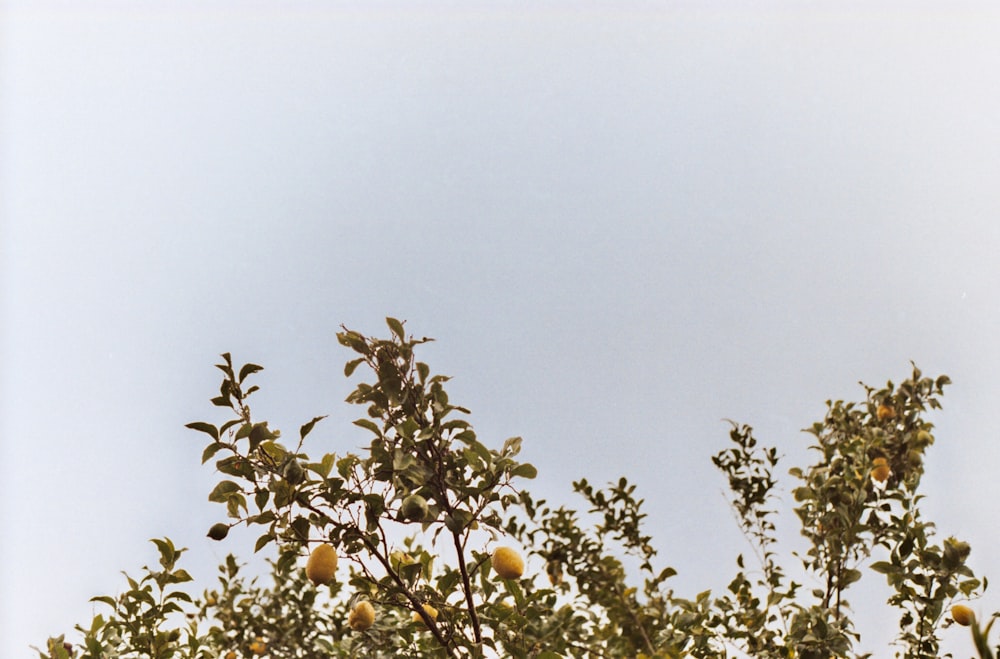 a bird sitting on top of a tree filled with fruit