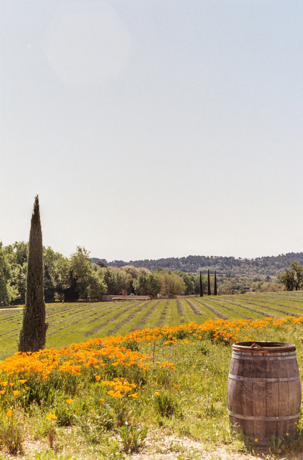 a field of flowers and a barrel in the foreground