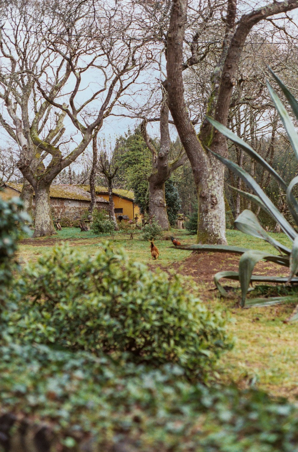 a bird is standing in the grass near some trees