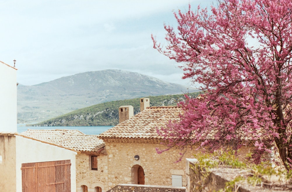 a tree with pink flowers in front of a building