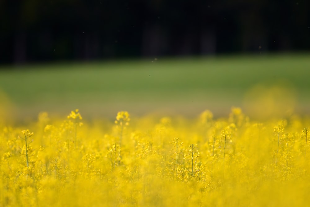a field of yellow flowers with a green field in the background