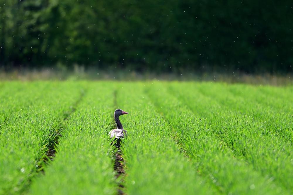 a duck in a field of green grass