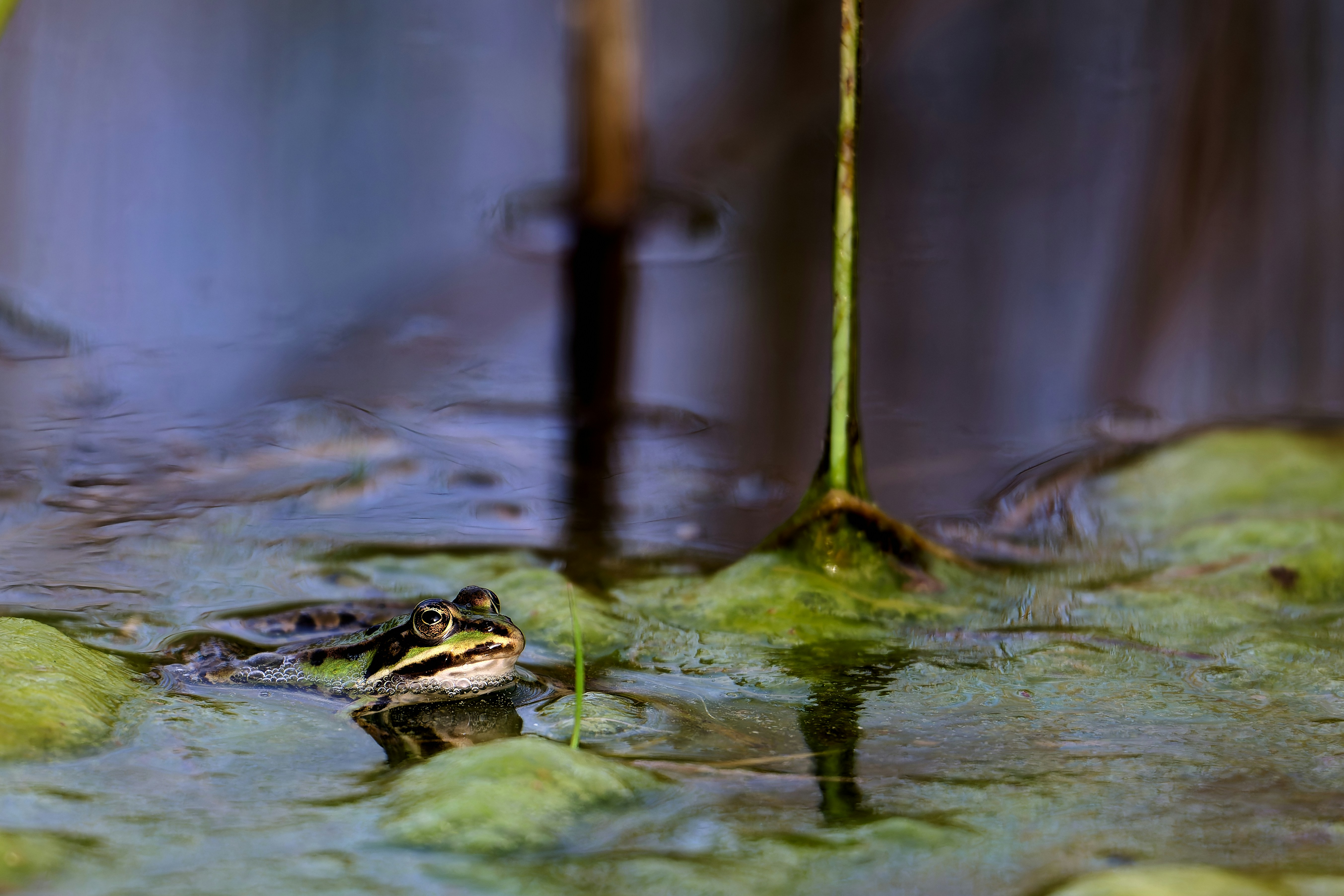 Photo by stefanschwinghammer