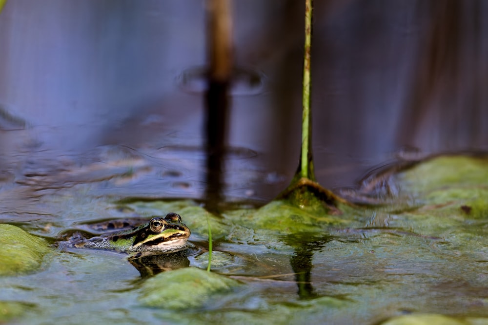 a frog sitting on top of a puddle of water