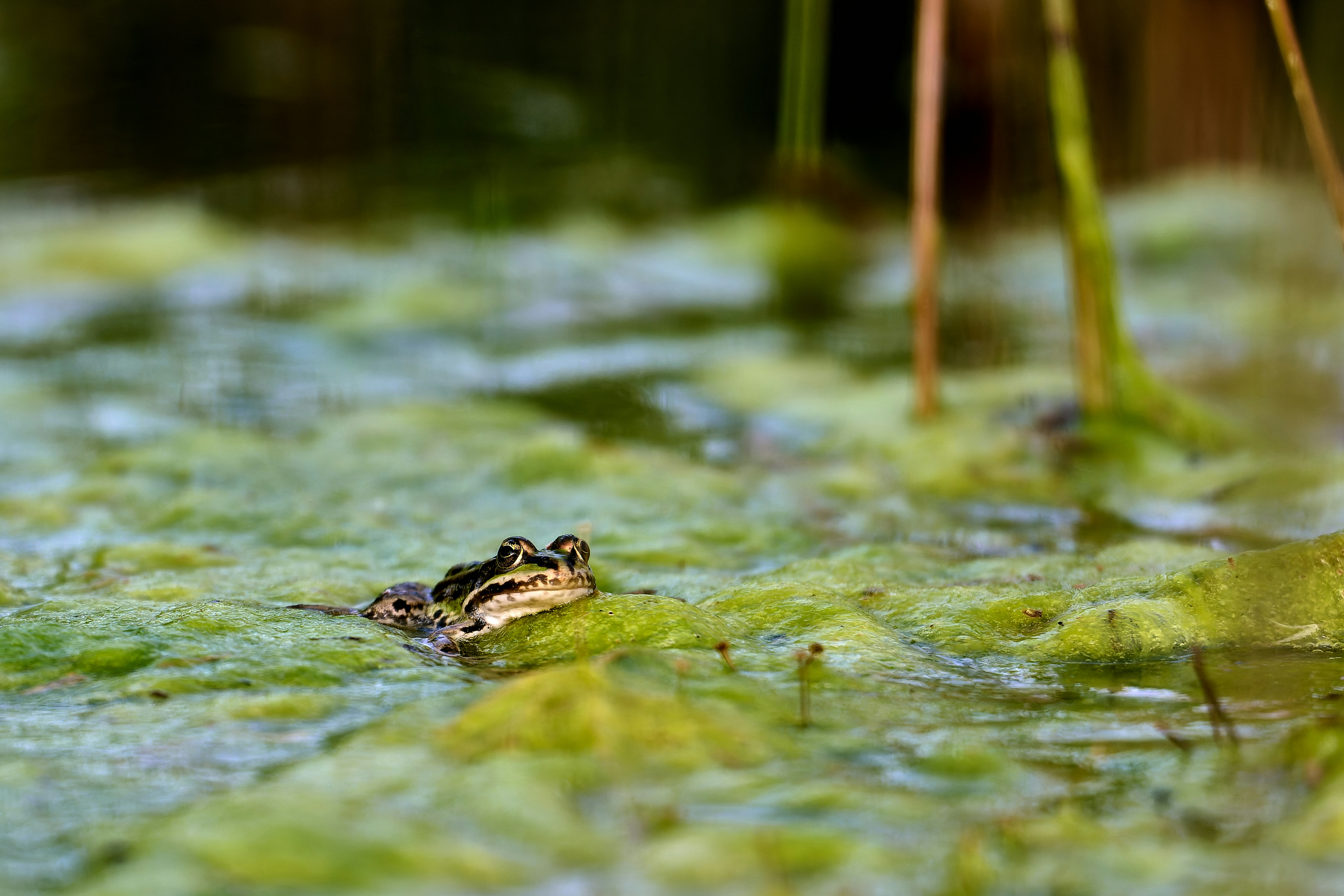 Photo by stefanschwinghammer