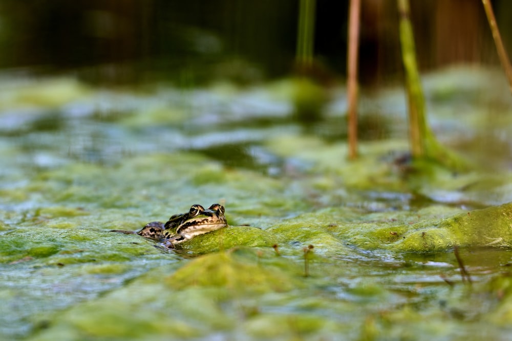 a frog sitting on top of a lush green field