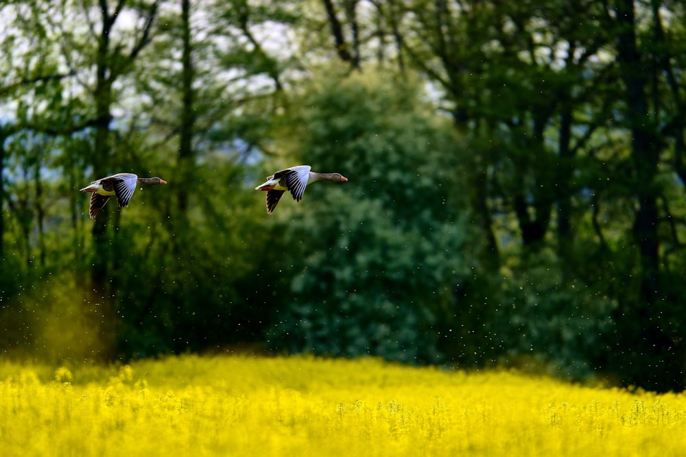 two birds flying over a field of yellow flowers