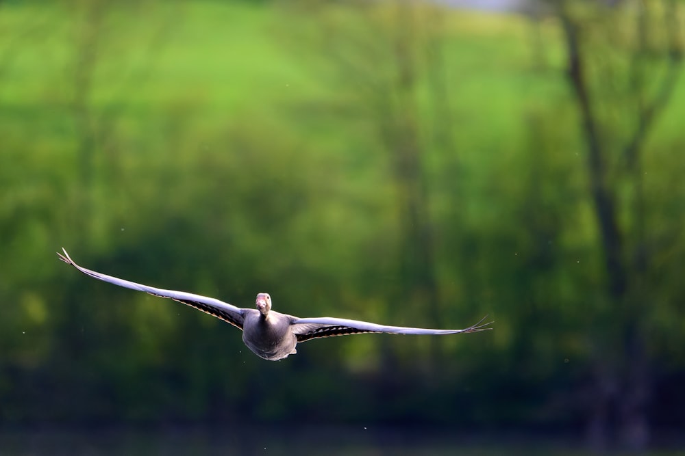 a bird flying over a body of water