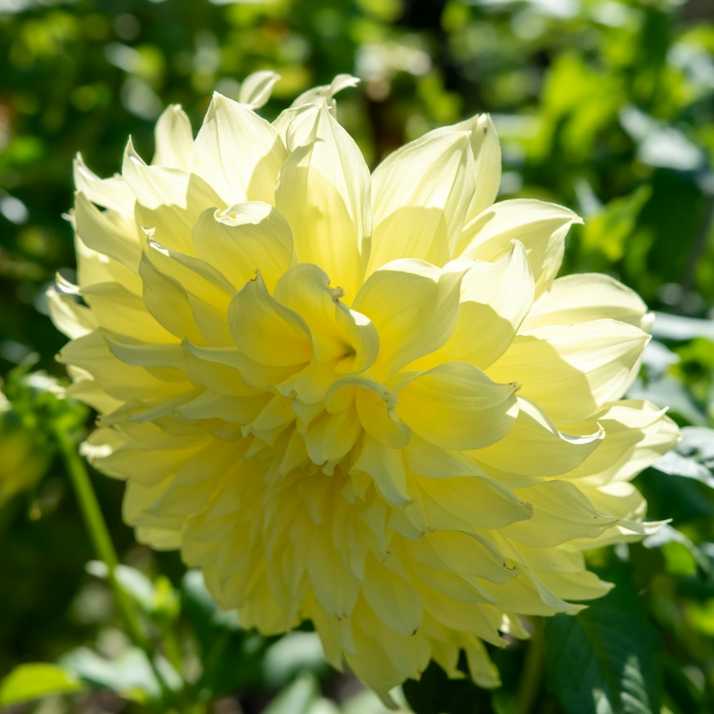 a yellow flower with green leaves in the background