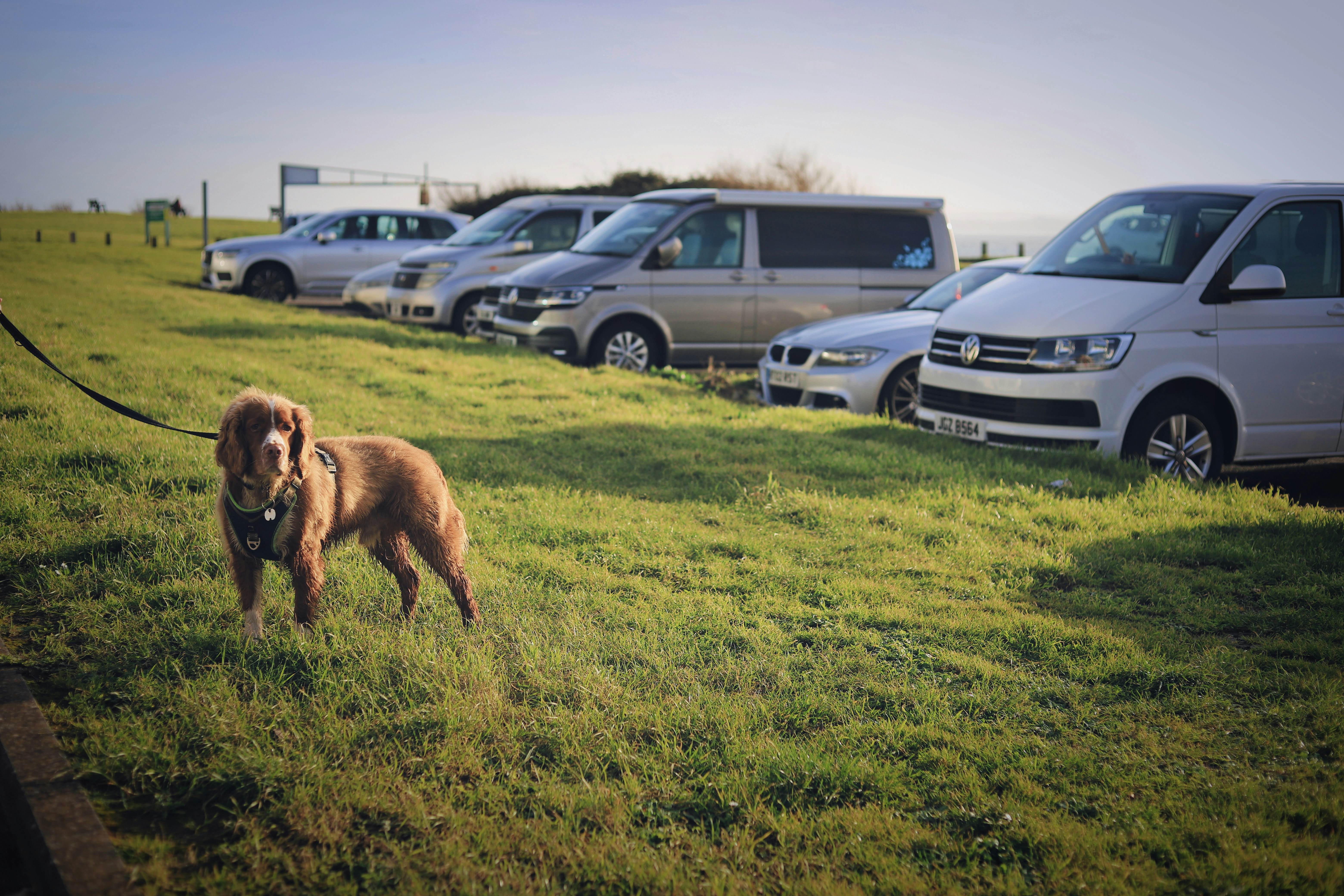 Brown dog standing on grass near parked cars