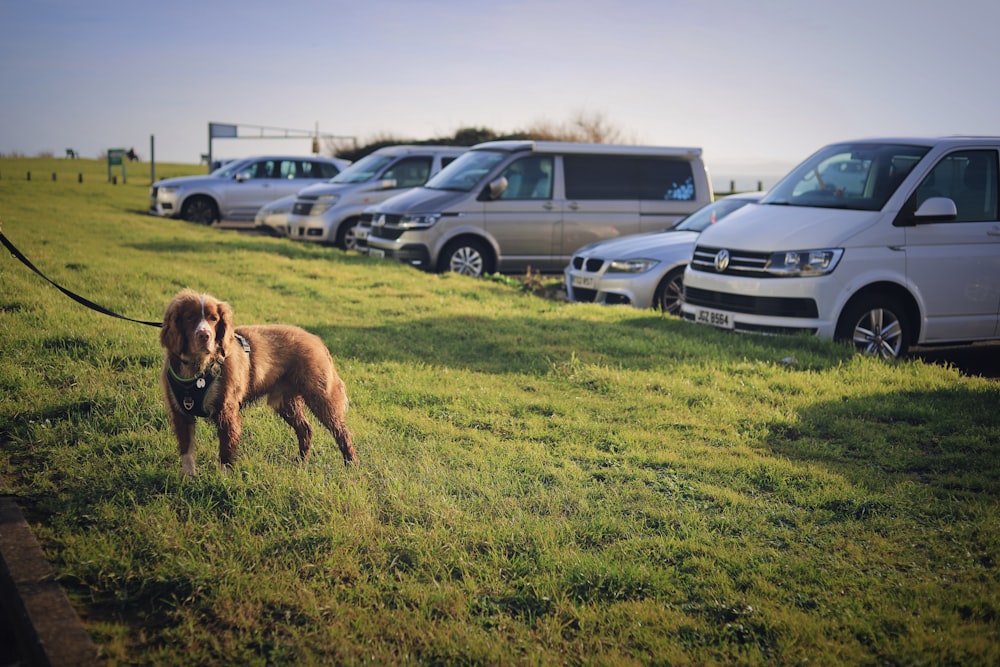 a brown dog standing on top of a lush green field