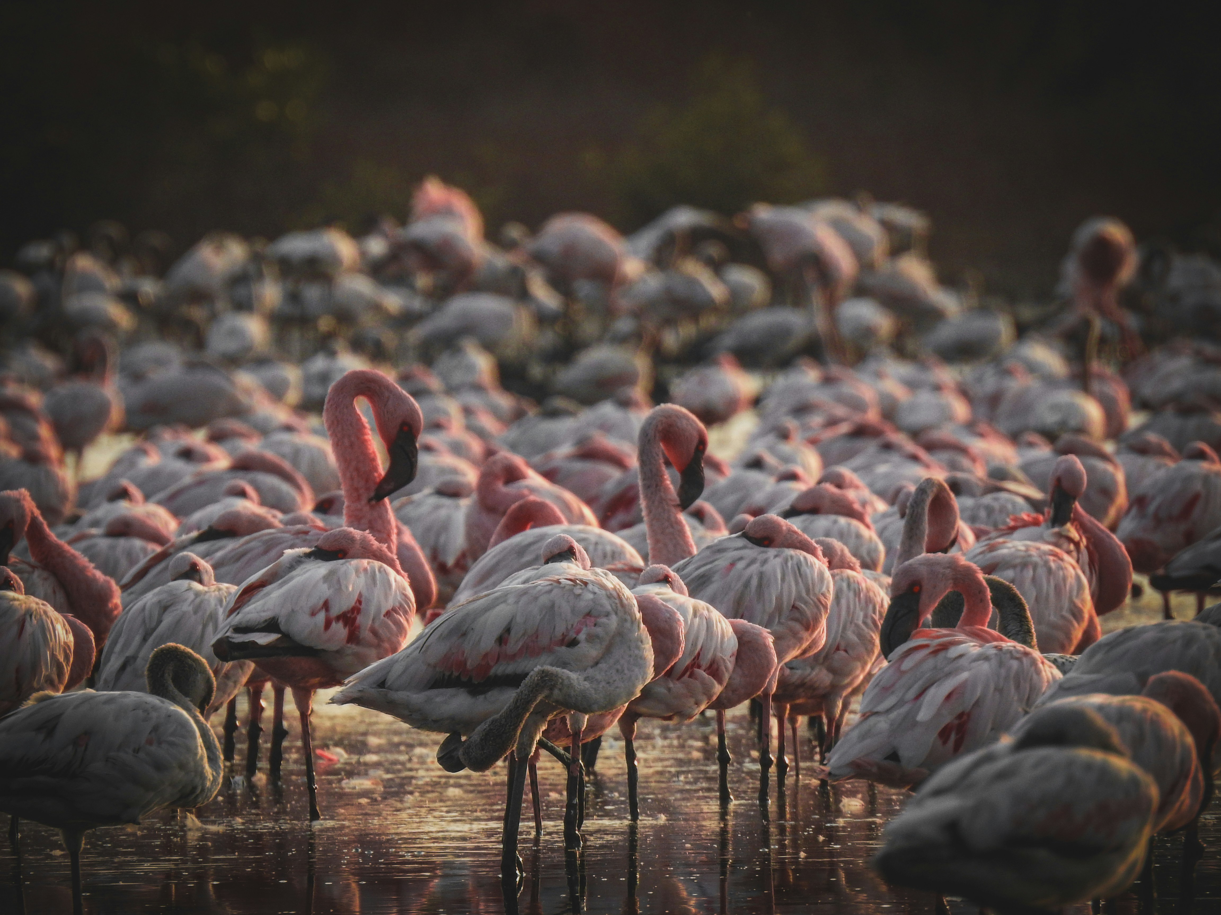 Group of flamingos in water