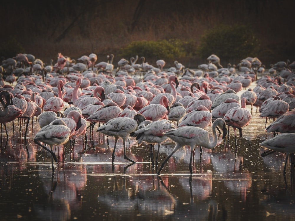 a large group of flamingos standing in the water
