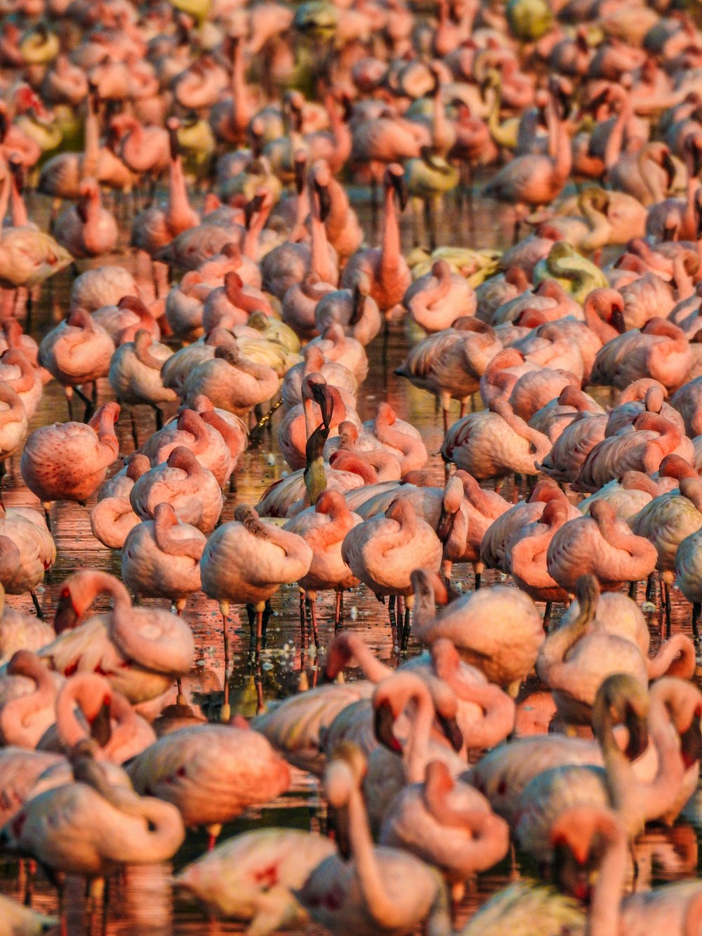a large group of flamingos are gathered together