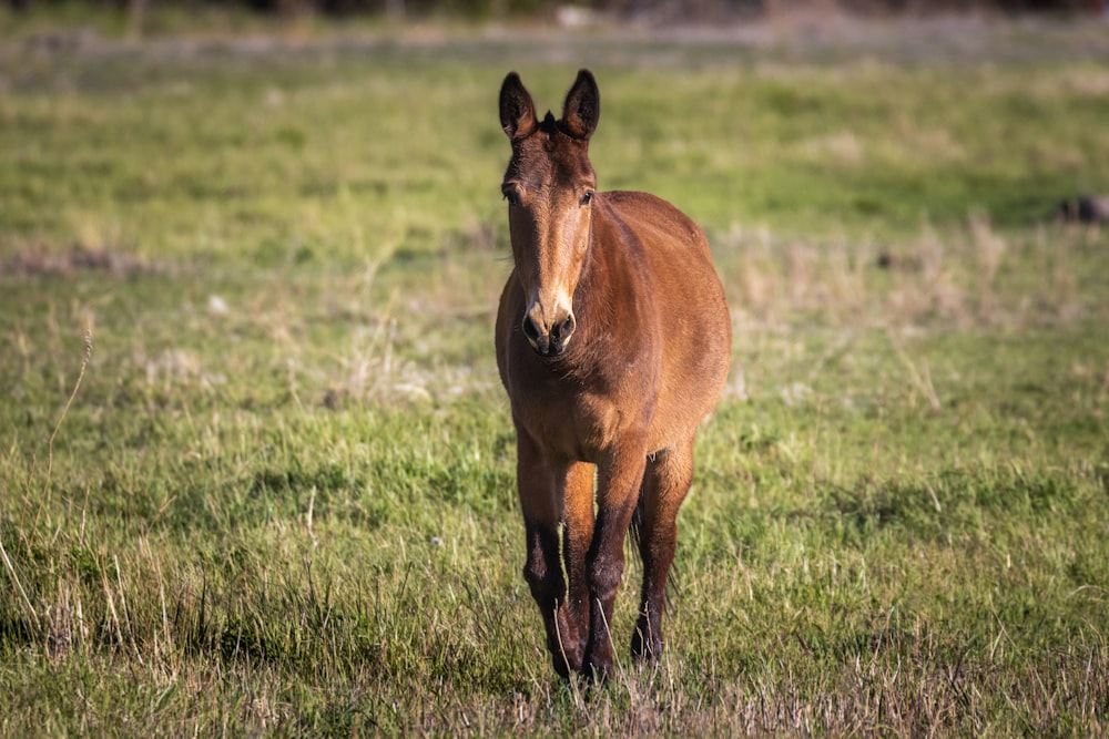 青々とした緑の野原の上に立つ茶色の馬