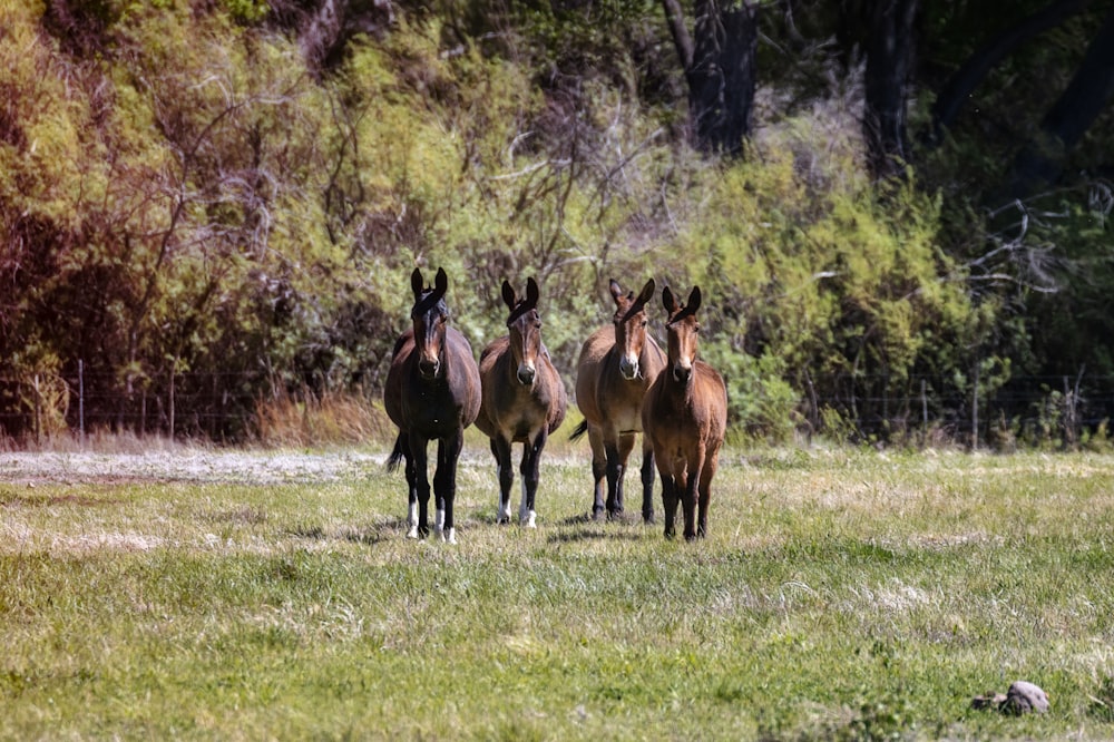 Un grupo de caballos corriendo por un campo