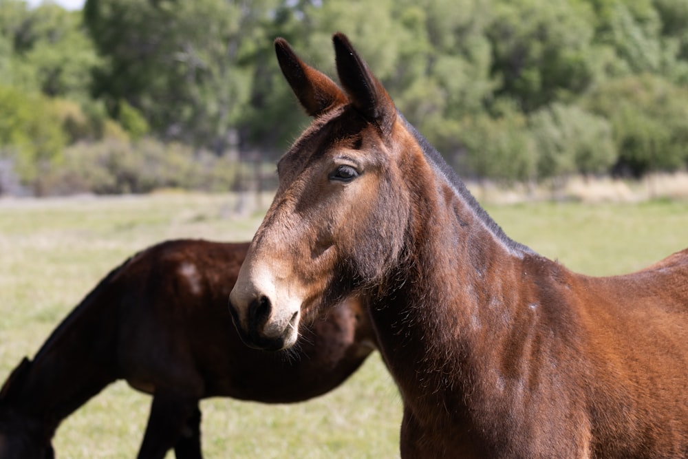 un caballo marrón de pie junto a un caballo marrón en un exuberante campo verde