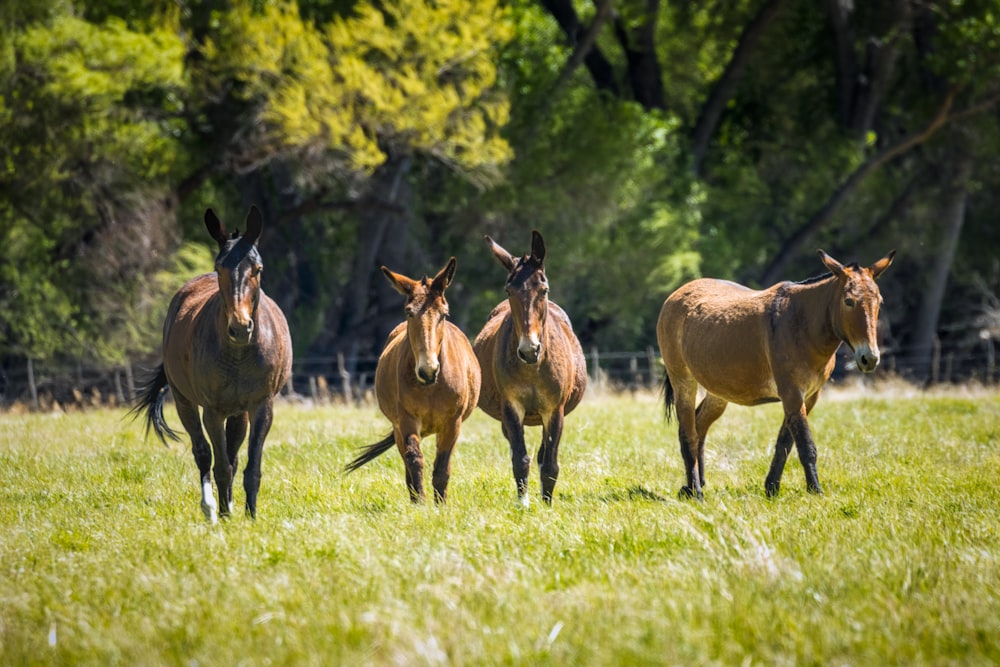 un grupo de caballos corriendo en un campo