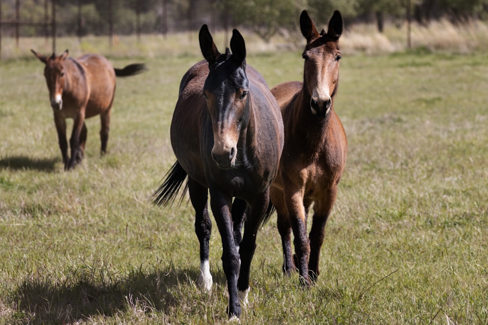 Dos caballos caminando en un campo cubierto de hierba con árboles en el fondo