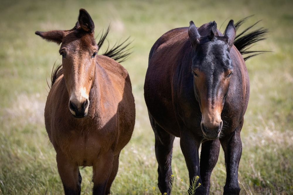 una coppia di cavalli marroni in piedi in cima a un campo coperto d'erba
