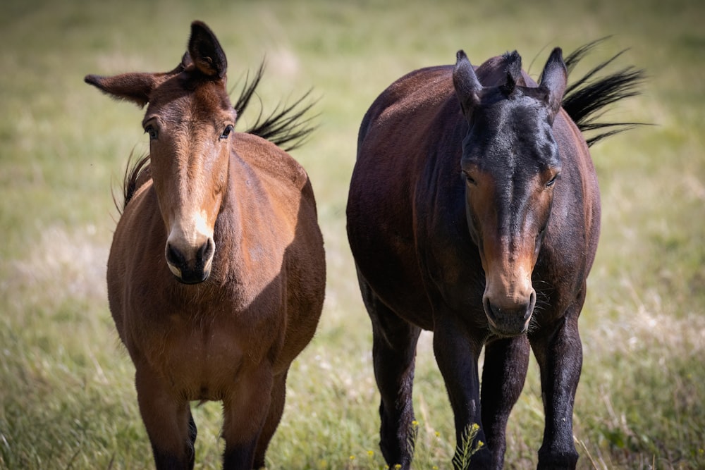 Un par de caballos marrones parados en la cima de un campo cubierto de hierba