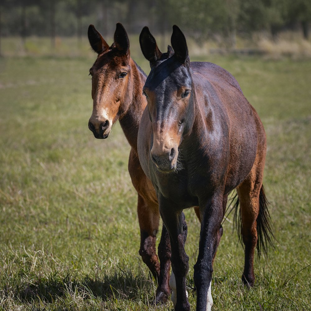 un par de caballos marrones parados en la cima de un exuberante campo verde