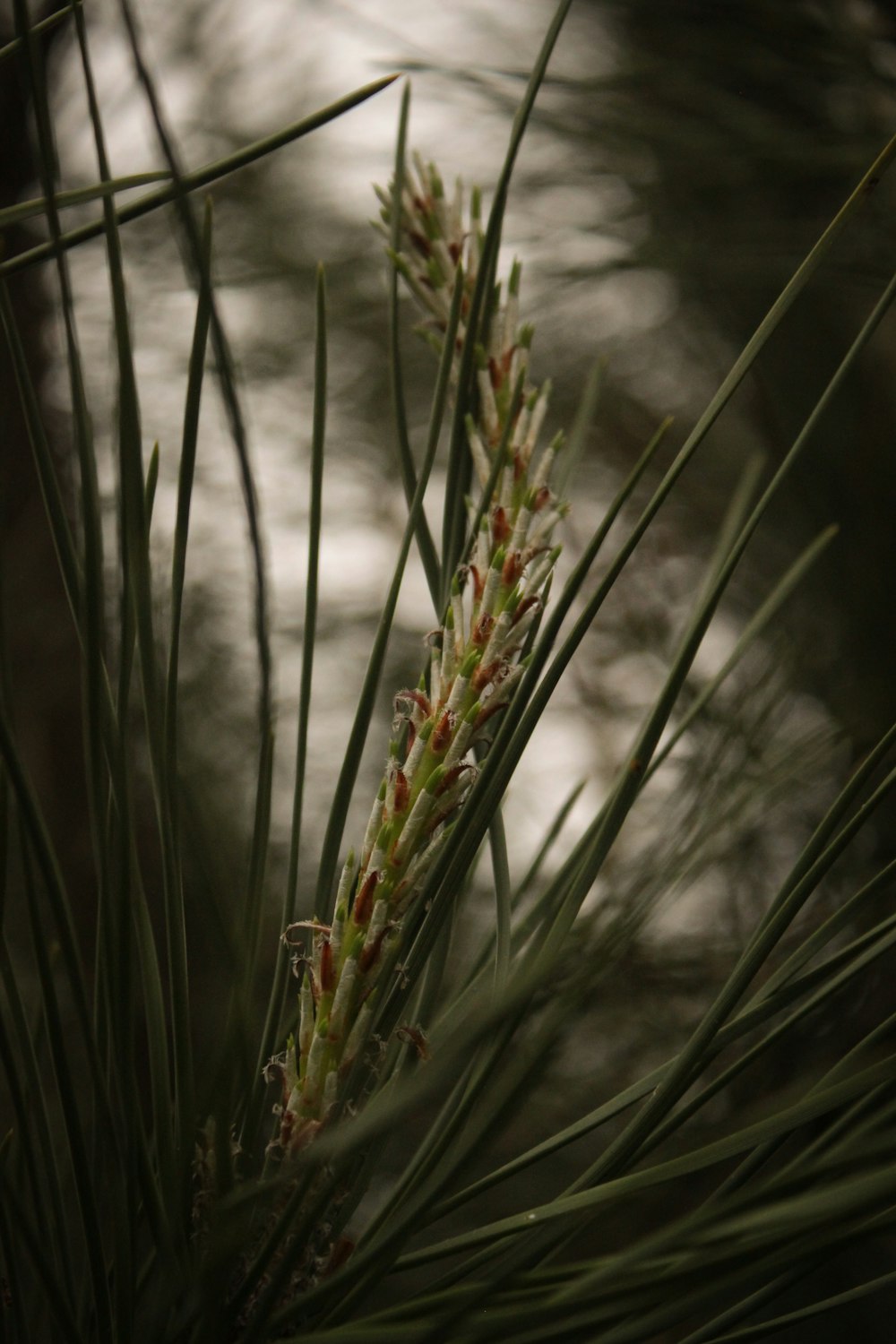 a close up of a pine tree branch