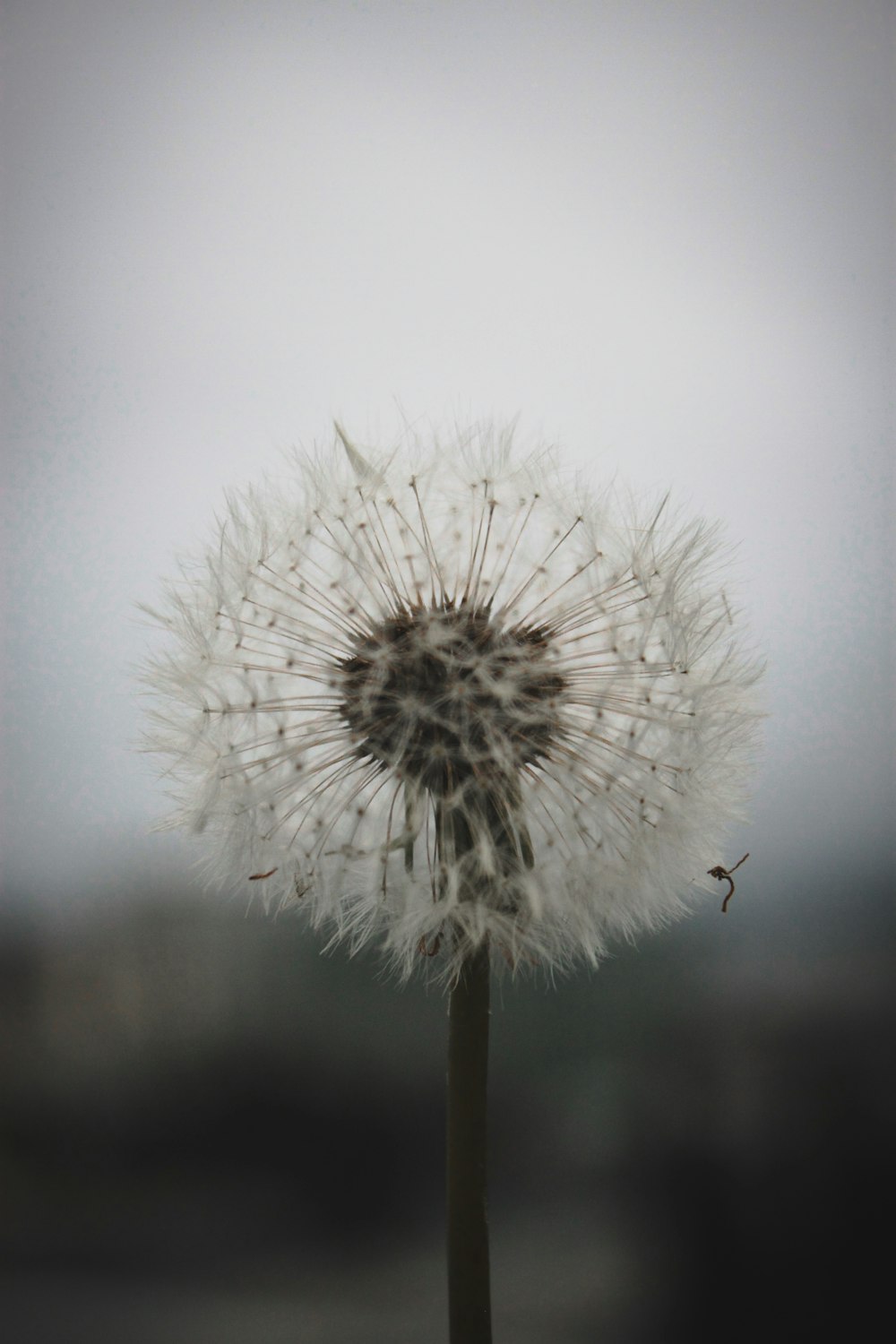 a dandelion in the foreground with a blurry background