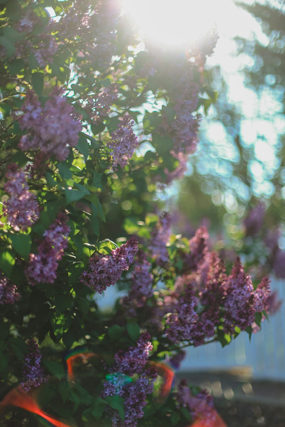 a vase filled with purple flowers on top of a table