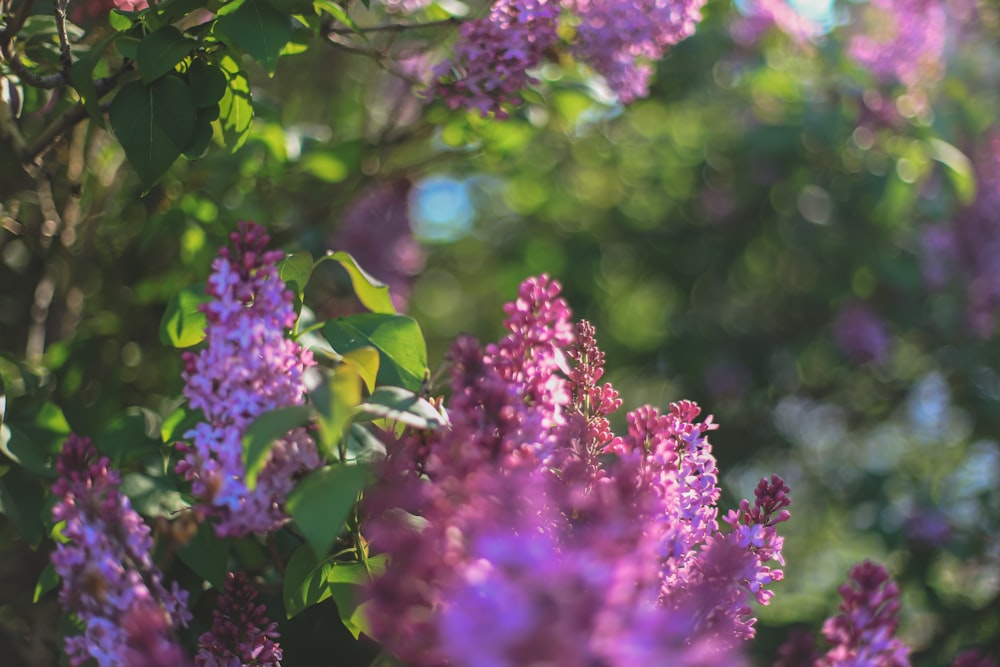 a bunch of flowers that are in the grass