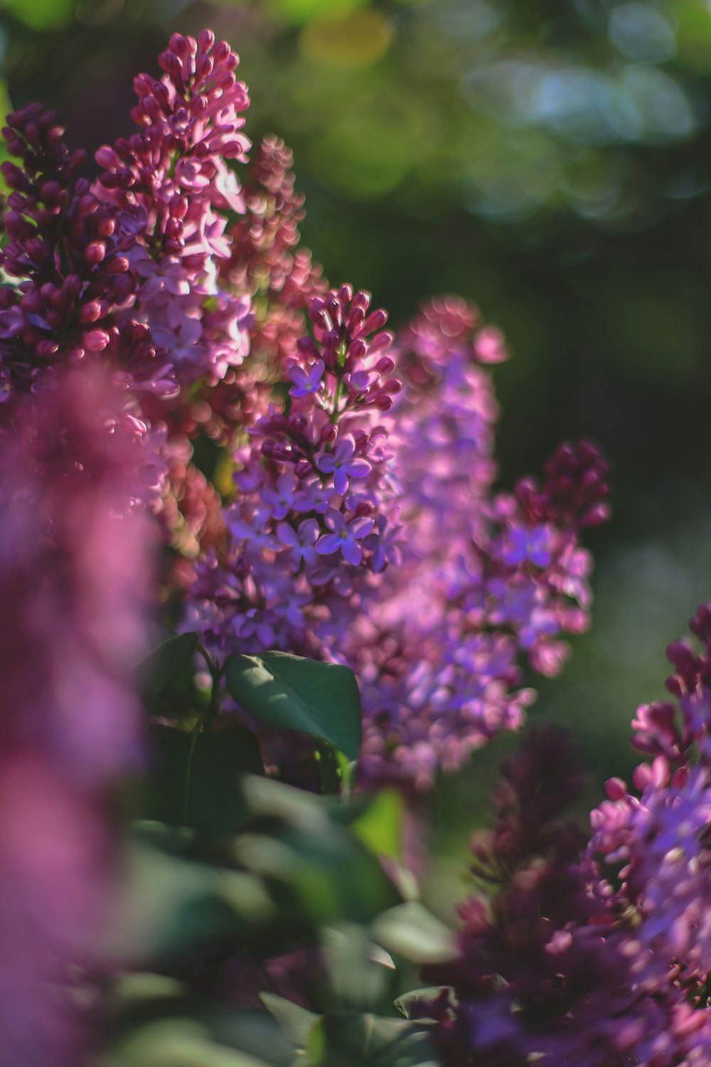 a bunch of purple flowers in a garden