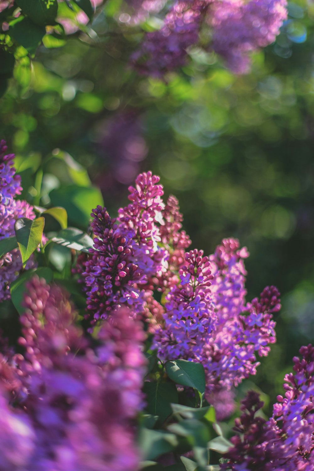 a bunch of flowers that are in the grass