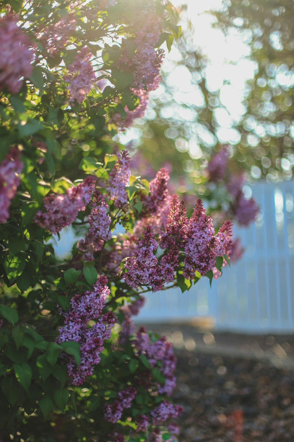 a bunch of purple flowers growing on a bush