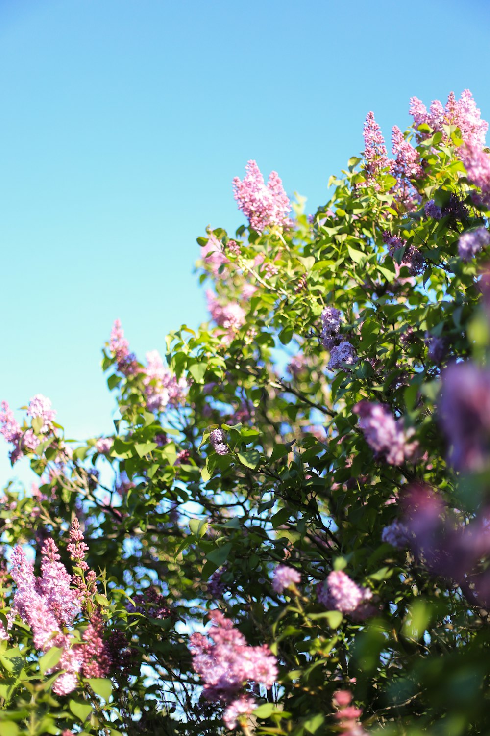 purple flowers are blooming on a tree