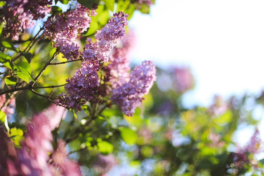 a bunch of flowers that are on a tree